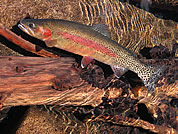 Twin Lake cutthroat. Photo by Mark Boyle.