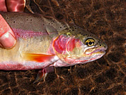 Twin Lake cutthroat. Photo by Mark Boyle.