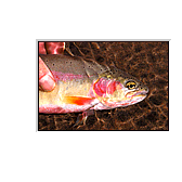 Mountain trout, photo by Mark Boyle