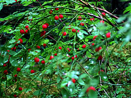 Perry Creek Valley huckleberries, close-up. Photo © Mike Layton.