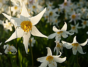 Bed of lillies.  © Steph Abegg  