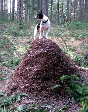 Sofy making a mountain out of an ant-hill, Fort Lewis. Photo © John Roper.